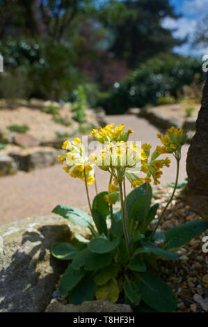 Cowslips (Primula veris) che cresce su un rockery nel sole di primavera, UK, GB. Foto Stock