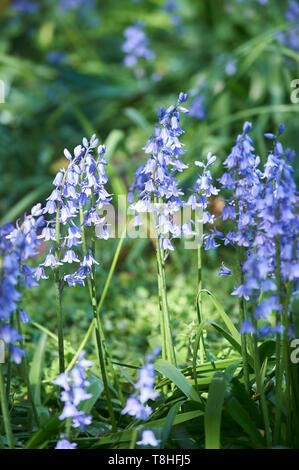 Bluebells (Hyacinthoides non scripta) cresce nel sole di primavera in un bosco dello Yorkshire, Inghilterra, Regno Unito, GB. Foto Stock