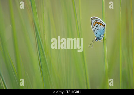 Argento studded blue butterfly di riposo in erba verde Foto Stock