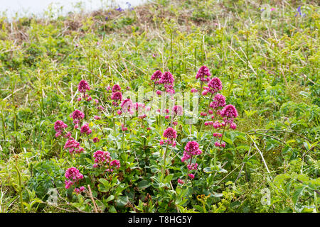 Centranthus ruber, rosso valeriana, 'spur valeriano', 'fox spazzola dell', 'Devil la barba dell' isola di Purbeck, Dorset, England, Regno Unito Foto Stock