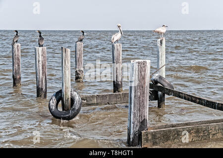 Pellicani, cormorani e gabbiani presso la costa dell'Alabama Foto Stock