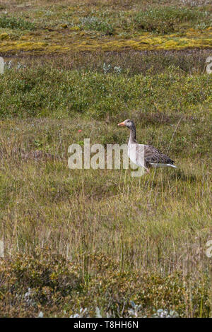 Graugans, Grau-Gans, Gans, Graugänse, Gänse, Anser anser, Graylag oca, oca graylag, grigio lag goose, Oie cendrée Foto Stock