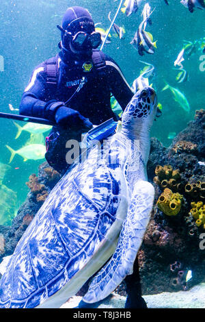 Timmendorfer Strand, Germania. 14 Maggio, 2019. Sommozzatore Oliver Volz frega la tartaruga marina Speedy durante la pulizia di primavera in acquari di Sea Life. In dodici themed mondi sottomarini circa 2500 animali da più di 100 diverse specie può essere visto. Credito: Frank Molter/dpa/Alamy Live News Foto Stock