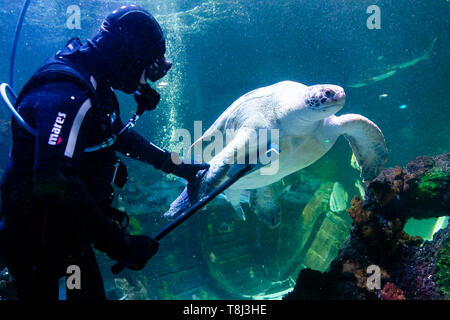 Timmendorfer Strand, Germania. 14 Maggio, 2019. Sommozzatore Oliver Volz frega la tartaruga marina Speedy durante la pulizia di primavera in acquari di Sea Life. In dodici themed mondi sottomarini circa 2500 animali da più di 100 diverse specie può essere visto. Credito: Frank Molter/dpa/Alamy Live News Foto Stock