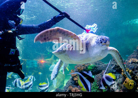 Timmendorfer Strand, Germania. 14 Maggio, 2019. Sommozzatore Oliver Volz frega la tartaruga marina Speedy durante la pulizia di primavera in acquari di Sea Life. In dodici themed mondi sottomarini circa 2500 animali da più di 100 diverse specie può essere visto. Credito: Frank Molter/dpa/Alamy Live News Foto Stock