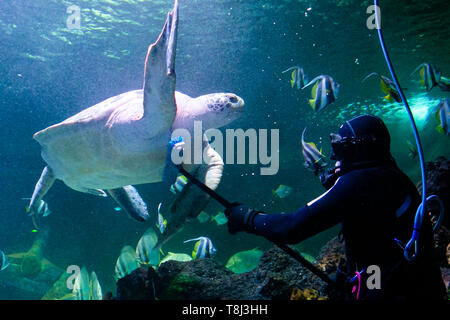 Timmendorfer Strand, Germania. 14 Maggio, 2019. Sommozzatore Oliver Volz frega la tartaruga marina Speedy durante la pulizia di primavera in acquari di Sea Life. In dodici themed mondi sottomarini circa 2500 animali da più di 100 diverse specie può essere visto. Credito: Frank Molter/dpa/Alamy Live News Foto Stock