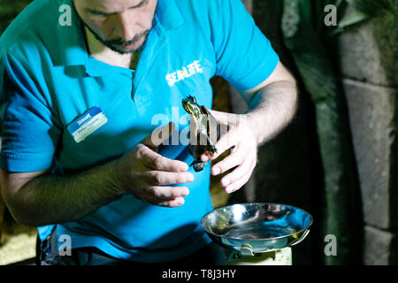 Timmendorfer Strand, Germania. 14 Maggio, 2019. Aquarist Stefan Tauscher detiene una tartaruga in mano durante le pulizie di primavera. Nel mare della vita, circa 2500 animali da più di 100 diverse specie può essere visto in dodici themed mondi sottomarini. Credito: Frank Molter/dpa/Alamy Live News Foto Stock