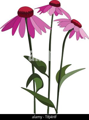 Una piccola pianta con bellissimi fiori di echinacea fiorì su di esso , il vettore, il colore di disegno o illustrazione. Illustrazione Vettoriale