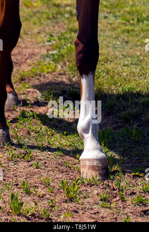 Cavallo per le gambe di close-up sulla pista di sabbia dell'ippodromo. Foto Stock