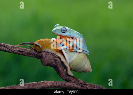 Iavan raganella sulla parte superiore di una lumaca, Indonesia Foto Stock