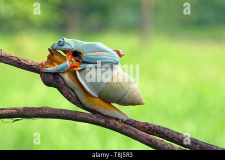 Iavan raganella sulla parte superiore di una lumaca, Indonesia Foto Stock