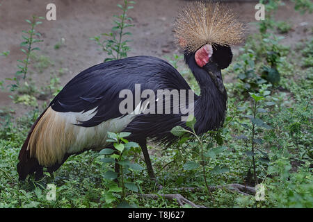 14 ago 2007 Grey Crowned Crane zoo alipore kolkata west bengal INDIA Foto Stock