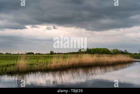 Vista sul fiume scafo con alti giunchi e terreni agricoli in distanza e cluster di alberi sulla mattina nuvoloso, Beverley, Yorkshire, Regno Unito. Foto Stock