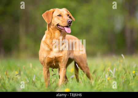 Un brillante Labrador Retriever con una linea di lavorazione. Foto Stock