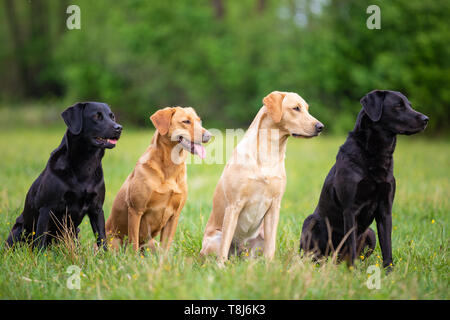 Quattro gatti Retriver su un prato a molla. Piccole profondità di campo Foto Stock