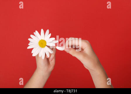 Ama o non mi ama, spiumatura off i petali di fiori di camomilla. Le mani umane la lacerazione di un petalo da una testa di margherite su sfondo rosso, vista dall'alto. Foto Stock