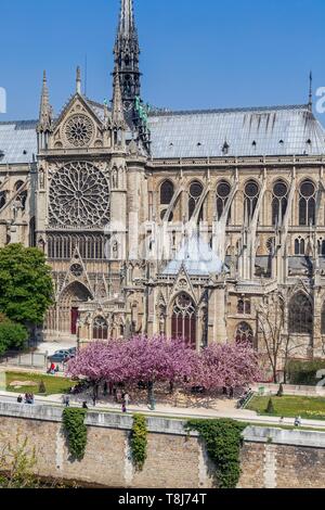 Francia, Parigi, zona elencata come patrimonio mondiale dall'UNESCO, la cattedrale di Notre Dame in città isola con il sud rosone e la guglia Foto Stock