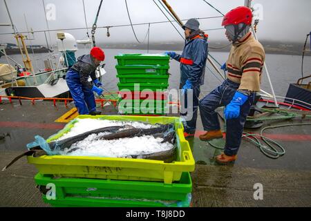 Irlanda, County Donegal, Killybegs porto di pesca, i pescatori indonesiano Foto Stock