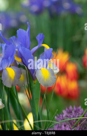 Iris x Hollandica 'Gypsy bellezza'. Iridi olandese 'Gypsy bellezza' Fiori. Regno Unito Foto Stock