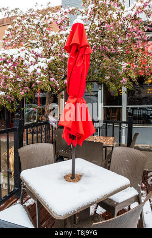 Fioritura Crab Apple tree in fresca neve di primavera; outdoor cafe correnti; ristorante; Salida; Colorado; USA Foto Stock