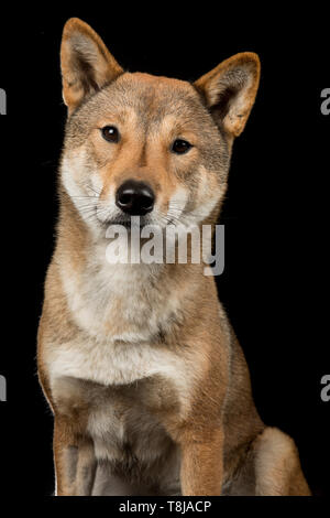 Ritratto di un cane di Shikoku una razza giapponese guardando la telecamera su uno sfondo nero Foto Stock