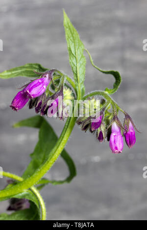 Fiore di erbe officinali comfrey(Symphytum officinale) Foto Stock