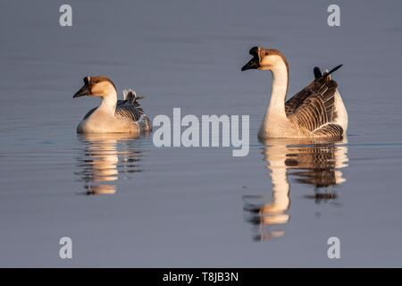 Francia, Somme, Baie de Somme Le Crotoy, Crotoy Marsh, Swan goose (oca cinese, Guinea goose, Anser cygnoides) fuggiti da una fattoria e hanno trovato rifugio nella palude Crotoy Foto Stock