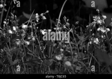 Black e White piccoli fiori viola di notte by jziprian Foto Stock