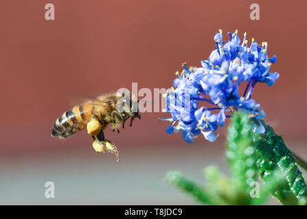 Bee raccogliendo il polline Foto Stock