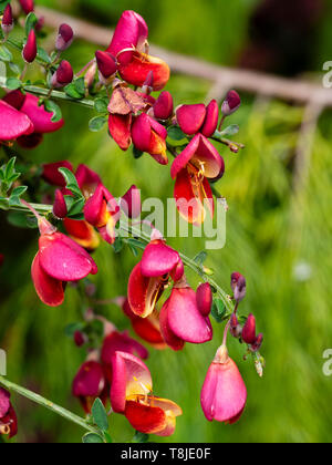 Oro rosso bordati di fiori di primavera fioritura scotch ginestra, Cytisus scoparius 'Burkwoodii' Foto Stock