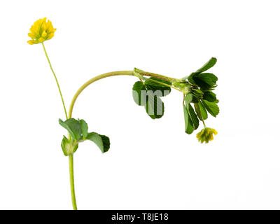 Piccole teste di fiori gialli e trifoglio come le foglie del annuale o biennale Madick nero, Medicago lupulina, su sfondo bianco Foto Stock