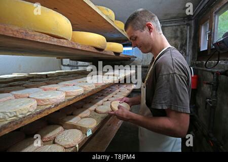 Francia, Haut Rhin, Wasserbourg, Thomas Barb, agricoltore a Ferme Auberge Strohberg, preparare il suo munster Foto Stock