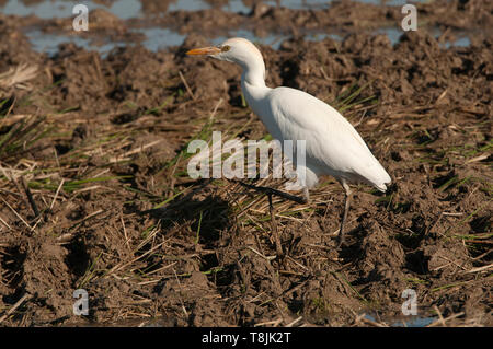 Airone guardabuoi - Bubulcus ibis in cerca di cibo in un campo Foto Stock