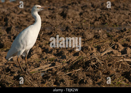 Airone guardabuoi - Bubulcus ibis in cerca di cibo in un campo Foto Stock