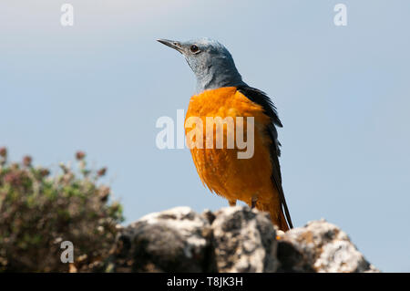 Roccia comune tordo - Monticola saxatilis maschio su una roccia Foto Stock