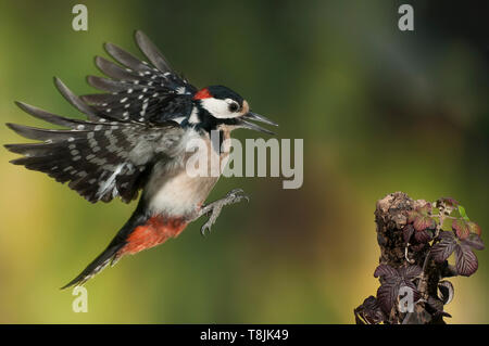 Flying Picchio rosso maggiore - Dendrocopos major Foto Stock