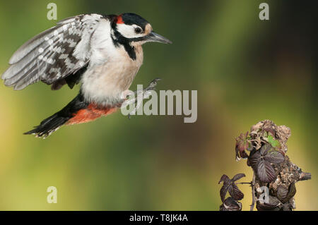 Flying Picchio rosso maggiore - Dendrocopos major Foto Stock