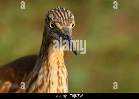 Sgarza ciuffetto - Ardeola ralloides ritratto nel suo habitat naturale Foto Stock