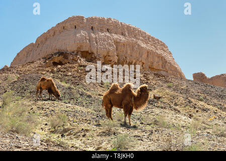 Il più grande le rovine dei castelli di antica Khorezm - Ayaz - Kala, II secolo D.C. - un periodo di massimo splendore dell'impero Kushan, Uzbekistan. Foto Stock