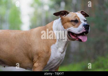 Amstaff sta giocando nella foresta in una soleggiata giornata di primavera. Il cane rappresenta per l'immagine. Foto Stock