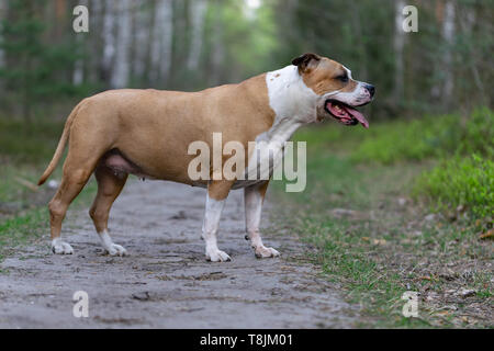 Amstaff sta giocando nella foresta in una soleggiata giornata di primavera. Il cane rappresenta per l'immagine. Foto Stock