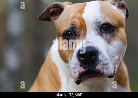 Amstaff sta giocando nella foresta in una soleggiata giornata di primavera. Il cane rappresenta per l'immagine. Foto Stock