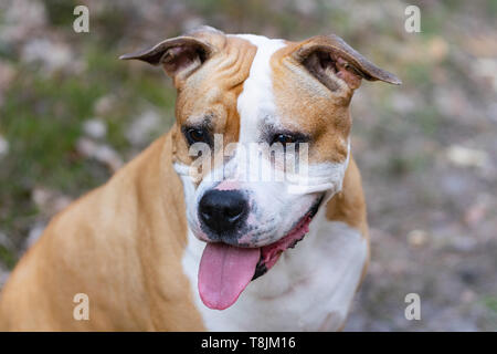 Amstaff sta giocando nella foresta in una soleggiata giornata di primavera. Il cane rappresenta per l'immagine. Foto Stock