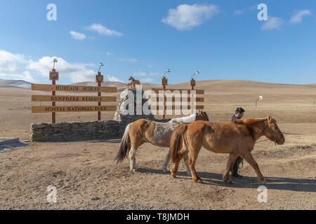 Mongolia, Hustai National Park, dove il cavallo di Przewalski (Equus caballus przewalskii o Equus ferus przewalskii), è stato rilasciato dal 1993 in Khustain Nuruu National Park, ingresso del parco Foto Stock
