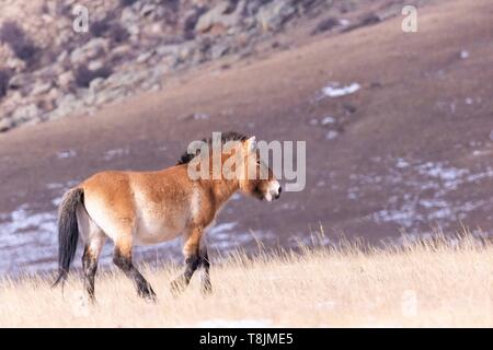 Mongolia, Hustai National Park, cavallo di Przewalski o cavallo selvatico della Mongolia o cavallo Dzungarian ( Equus przewalskii o Equus ferus przewalskii), reintrodotte dal 1993 in Khustain Nuruu Parco Nazionale Foto Stock