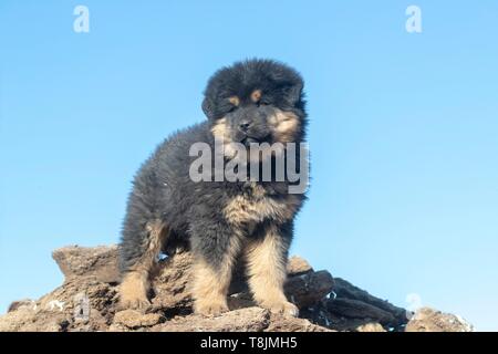 Mongolia Mongolia Est, area di steppa, Il Mastino tibetano è un grande cane tibetano razza (Canis lupus familiaris), 5 mesi di età Foto Stock