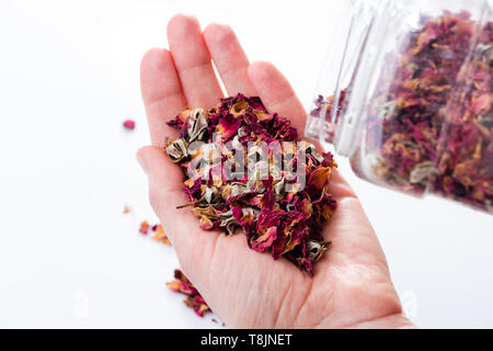 Close-up di femmine della mano che tiene asciutto boccioli di rosa per il tè. Vista da sopra. Manciata di fiori di rose tè secco. Foto Stock