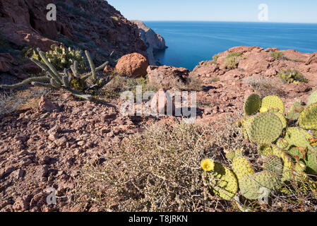 Vegetazione nel deserto, La Partida, Baja California Sur, Messico. Foto Stock