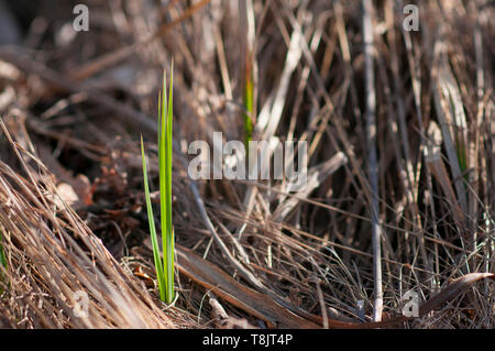 Canna di palude (Phragmites australis) nuova crescita tra il vecchio ramoscelli morti Foto Stock