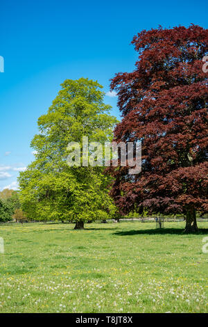 Vari alberi in un parco impostazione compreso un grande faggio di rame (Fagus sylvatica purpurea), Staffordshire, Regno Unito Foto Stock